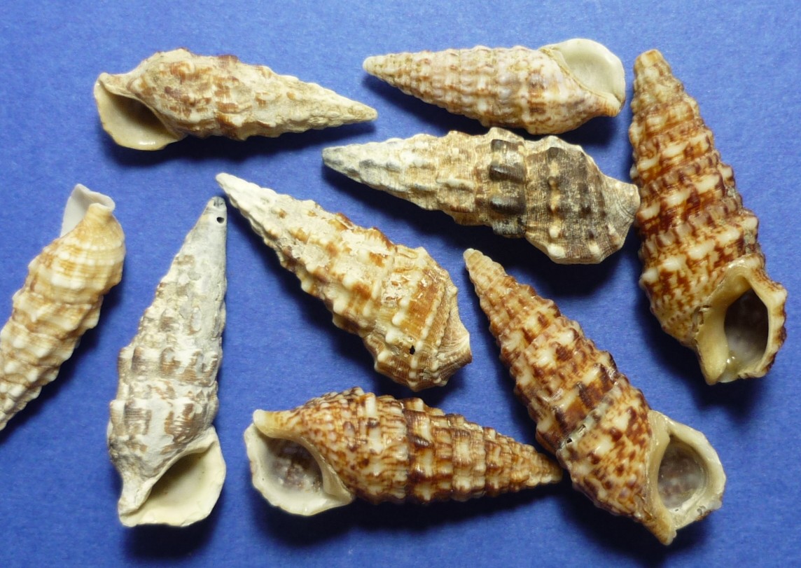 Cerithium vulgatum